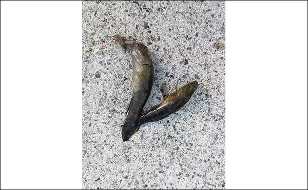 「へら竿を流用したお手軽ハゼ釣行で本命22匹【宮城】手返しで数伸ばす」の画像