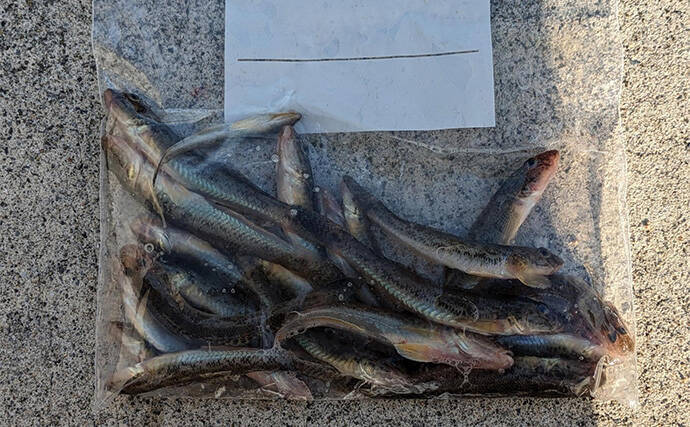 へら竿を流用したお手軽ハゼ釣行で本命22匹【宮城】手返しで数伸ばす