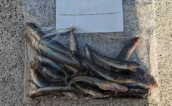 「へら竿を流用したお手軽ハゼ釣行で本命22匹【宮城】手返しで数伸ばす」の画像