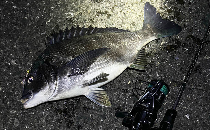 チヌとキビレの交雑種「ハイブリッドチヌ」は存在しない　あくまで個体差か？