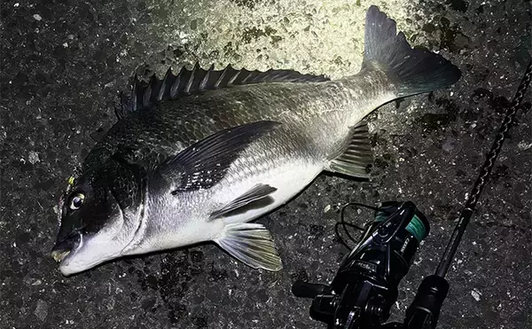 「チヌとキビレの交雑種「ハイブリッドチヌ」は存在しない　あくまで個体差か？」の画像