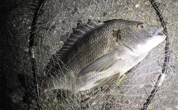 「チヌとキビレの交雑種「ハイブリッドチヌ」は存在しない　あくまで個体差か？」の画像