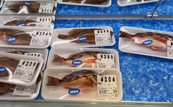 北陸の鮮魚店に並ぶ「八目（はちめ）」とは？　1魚種ではなくメバルやカサゴ類の総称だった