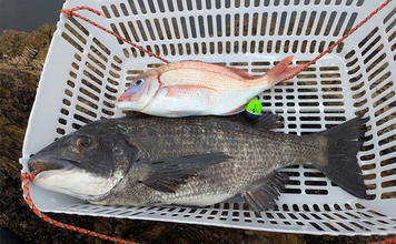 全国の海に対応可能！フカセ釣り用の高性能ウキ「エキスパートシリーズ」ってどんなウキ？