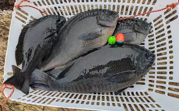 「全国の海に対応可能！フカセ釣り用の高性能ウキ「エキスパートシリーズ」ってどんなウキ？」の画像