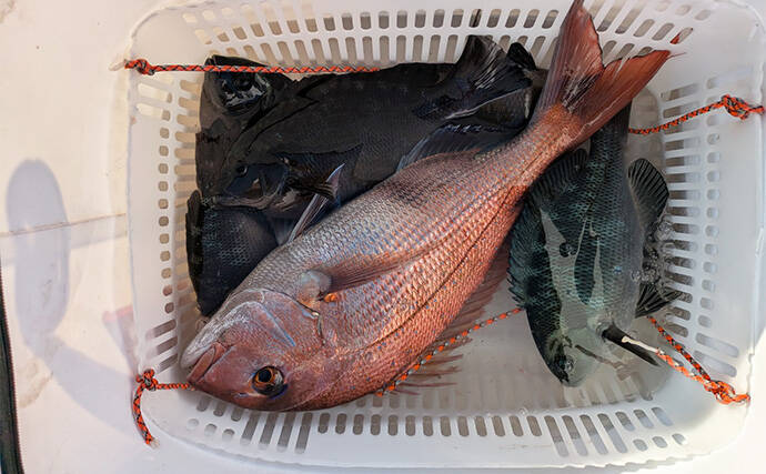 全国の海に対応可能！フカセ釣り用の高性能ウキ「エキスパートシリーズ」ってどんなウキ？