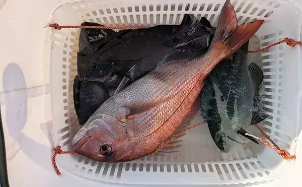 「全国の海に対応可能！フカセ釣り用の高性能ウキ「エキスパートシリーズ」ってどんなウキ？」の画像