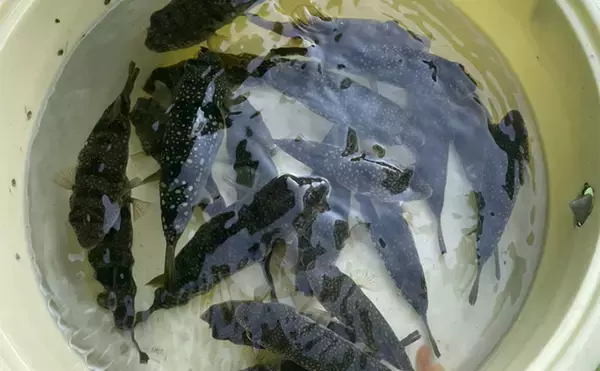 初めてのカットウ釣りでフグ22匹をキャッチ【愛知・おざき丸】1発でハマる面白さ！