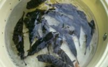 初めてのカットウ釣りでフグ22匹をキャッチ【愛知・おざき丸】1発でハマる面白さ！