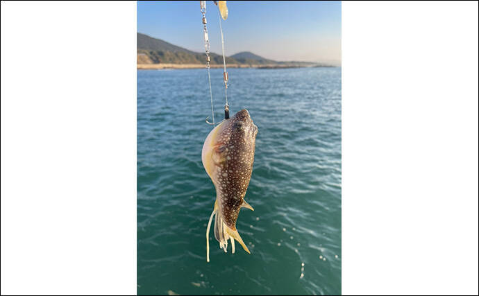 初めてのカットウ釣りでフグ22匹をキャッチ【愛知・おざき丸】1発でハマる面白さ！