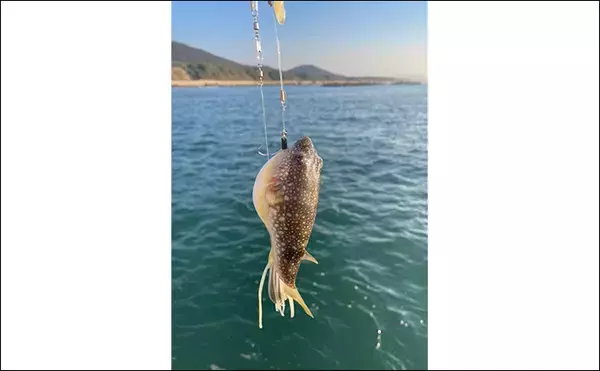 「初めてのカットウ釣りでフグ22匹をキャッチ【愛知・おざき丸】1発でハマる面白さ！」の画像