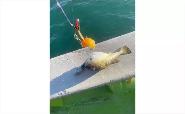 「初めてのカットウ釣りでフグ22匹をキャッチ【愛知・おざき丸】1発でハマる面白さ！」の画像