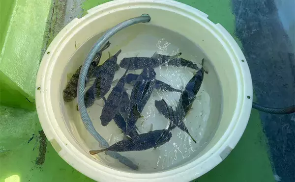 「初めてのカットウ釣りでフグ22匹をキャッチ【愛知・おざき丸】1発でハマる面白さ！」の画像