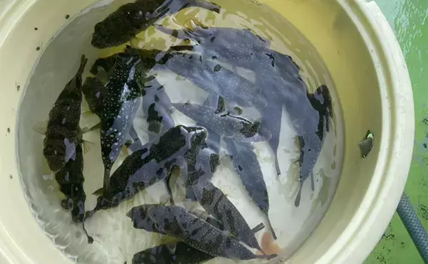 「初めてのカットウ釣りでフグ22匹をキャッチ【愛知・おざき丸】1発でハマる面白さ！」の画像