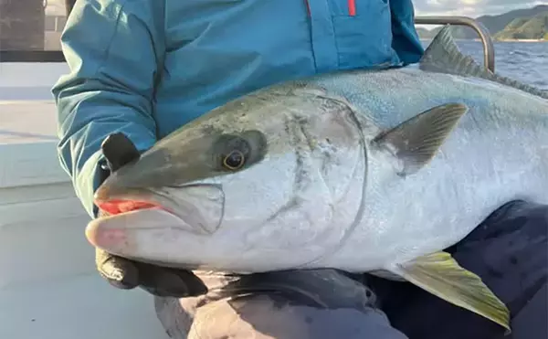 「釣りの聖地」五島列島遠征ルアー釣行で11kgヒラマサ登場　キャスティングにヒット