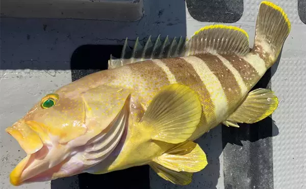 「「釣りの聖地」五島列島遠征ルアー釣行で11kgヒラマサ登場　キャスティングにヒット」の画像