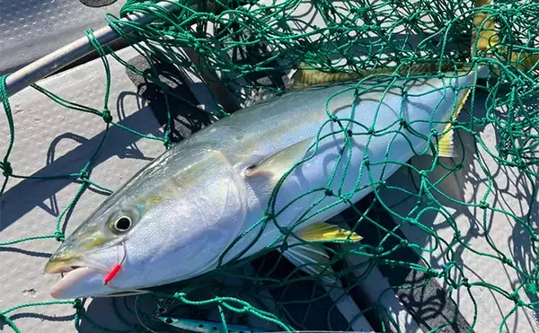 「「釣りの聖地」五島列島遠征ルアー釣行で11kgヒラマサ登場　キャスティングにヒット」の画像