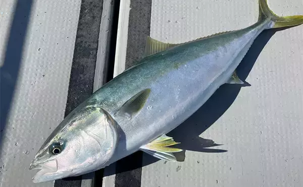 「「釣りの聖地」五島列島遠征ルアー釣行で11kgヒラマサ登場　キャスティングにヒット」の画像