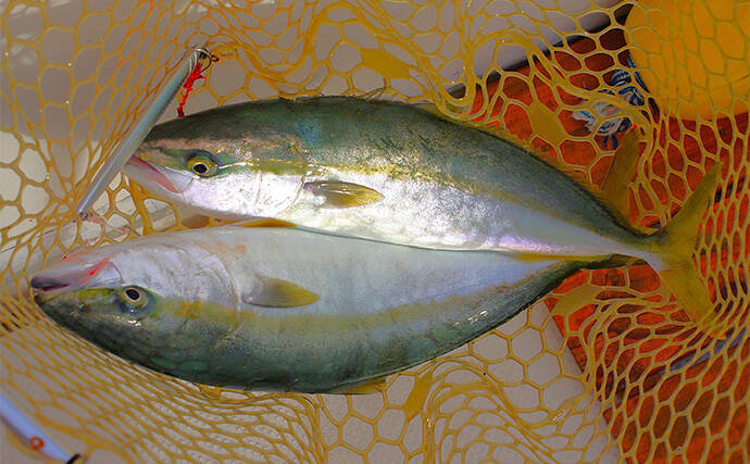 2025年夏の高水温がもたらした意外な影響　魚よりベイトが直接的なダメージ受けたか