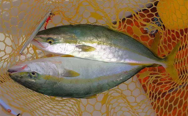 「2025年夏の高水温がもたらした意外な影響　魚よりベイトが直接的なダメージ受けたか」の画像