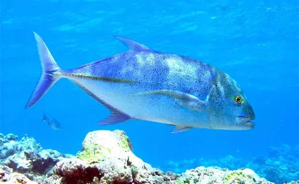 「2025年夏の高水温がもたらした意外な影響　魚よりベイトが直接的なダメージ受けたか」の画像