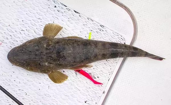 「2025年夏の高水温がもたらした意外な影響　魚よりベイトが直接的なダメージ受けたか」の画像