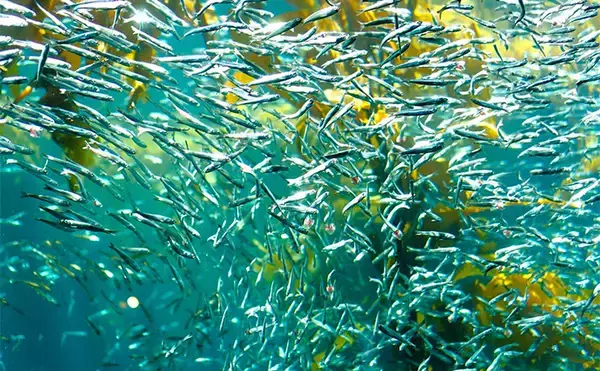 「2025年夏の高水温がもたらした意外な影響　魚よりベイトが直接的なダメージ受けたか」の画像