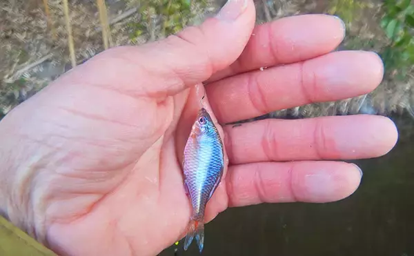 「『道満ヘラ鮒釣場』のタナゴ釣りで本命307尾と大釣り！【埼玉】クチボソ混じりで連発」の画像