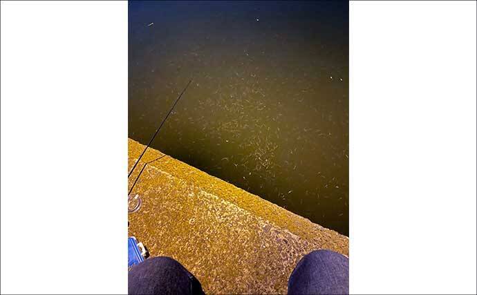 バチ抜けシーズン中の「バチが抜けない日」の釣り方　マイクロベイトパターンと考えよう