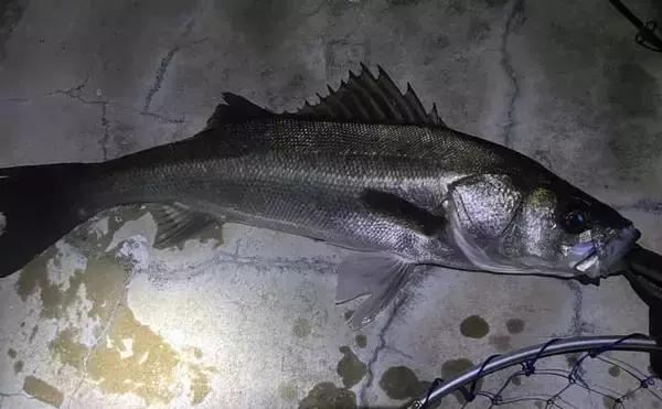 「バチ抜けシーズン中の「バチが抜けない日」の釣り方　マイクロベイトパターンと考えよう」の画像