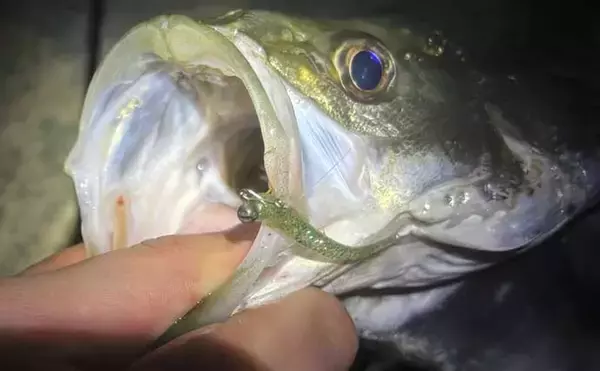 「バチ抜けシーズン中の「バチが抜けない日」の釣り方　マイクロベイトパターンと考えよう」の画像