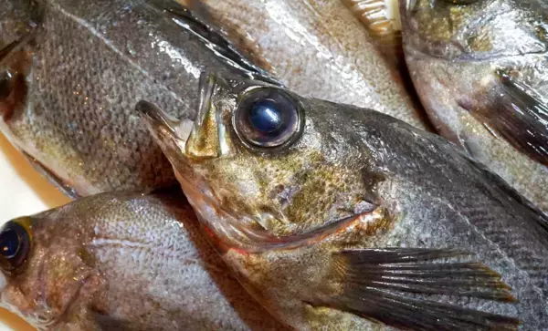 目玉を調べると行動履歴が分かる？　魚だけでなくヒグマの生態調査にも活用