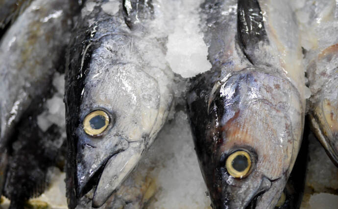 目玉を調べると行動履歴が分かる？　魚だけでなくヒグマの生態調査にも活用