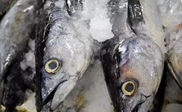 「目玉を調べると行動履歴が分かる？　魚だけでなくヒグマの生態調査にも活用」の画像