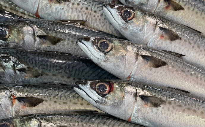 目玉を調べると行動履歴が分かる？　魚だけでなくヒグマの生態調査にも活用