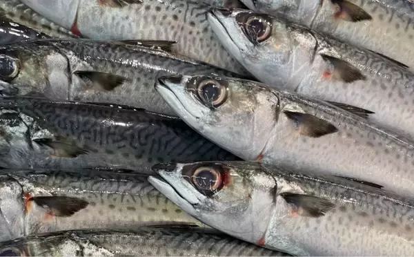 「目玉を調べると行動履歴が分かる？　魚だけでなくヒグマの生態調査にも活用」の画像