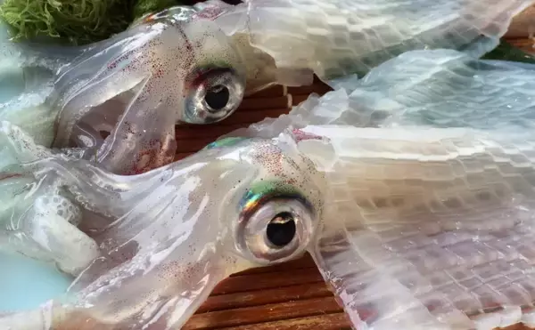 「目玉を調べると行動履歴が分かる？　魚だけでなくヒグマの生態調査にも活用」の画像