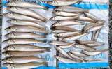 「初夏の投げ釣り釣果レポート：砂浜を積極的に移動して19.5cm頭にキス37匹！【三重】」の画像1
