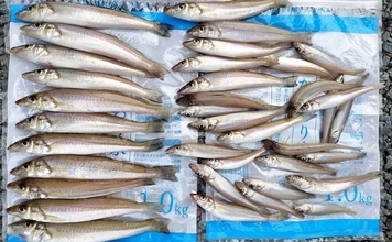 初夏の投げ釣り釣果レポート：砂浜を積極的に移動して19.5cm頭にキス37匹！【三重】