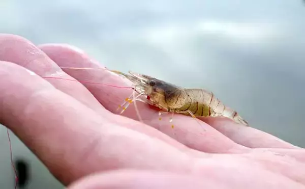 東京でテナガエビ釣り満喫【水元公園】5～6cmのメスを中心に7尾キャッチ