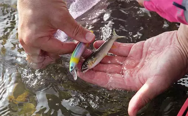 「アユのルアー釣り入門解説　【タックル・ルアー・釣り方・釣行可能な河川】」の画像