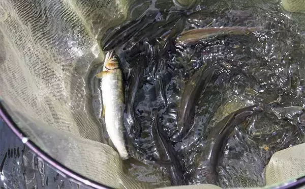 「アユのルアー釣り入門解説　【タックル・ルアー・釣り方・釣行可能な河川】」の画像