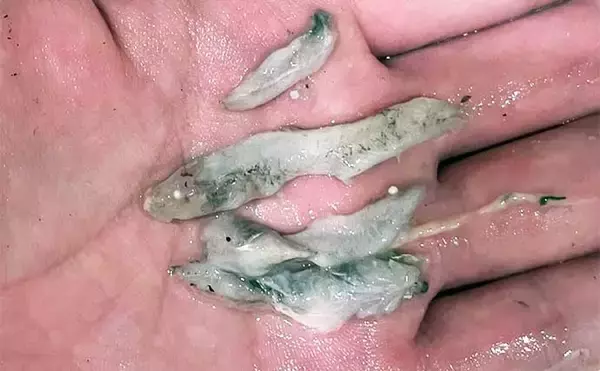 「6月に釣れたメバルの胃袋をチェック　内容物と使用ルアーを比べて分かったこととは？」の画像