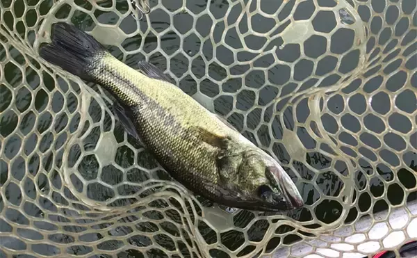 バスフィッシングで【レクチャーガイドを利用するメリット】 自分の釣りを見直せる