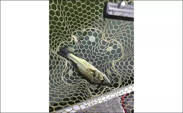 「バスフィッシングで【レクチャーガイドを利用するメリット】 自分の釣りを見直せる」の画像