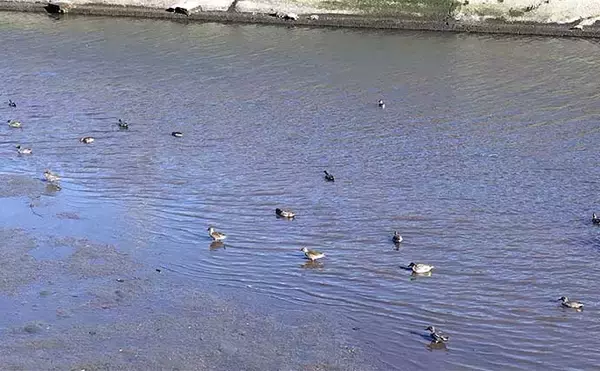 「シーバス釣りにおける【カモ（鴨）の存在と釣果との関係性】いたら釣れる？」の画像