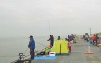 豊浜釣り桟橋でのサビキ釣りでアジ好捕【愛知】シーズン序盤ゆえ釣果不安定か