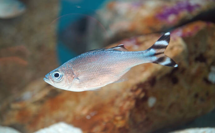 「あやかり鯛」ならぬ『あやかり鯉』なサカナたち　海に生息するものも