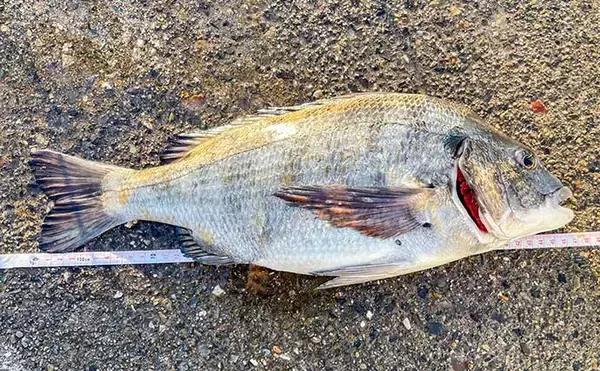 「「千葉ポートパーク」周辺で潮干狩り＆ウキフカセ釣り堪能　アサリにクロダイ手中」の画像