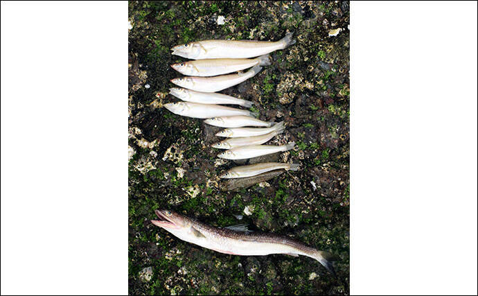 キスの大きさを競う『キスダービー』に参戦【和歌山】26cm良型を釣って3位入賞